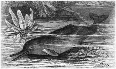 سنڌوءَ جي ٻلھڻ Indus Dolphin